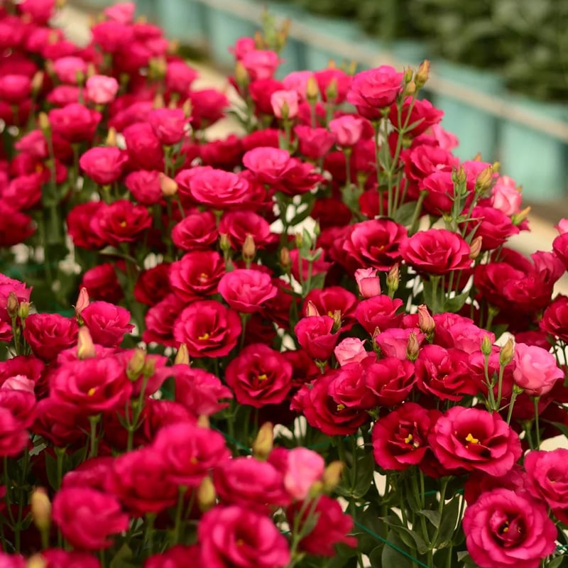 🔥🌺Low-maintenance Eustoma Flower Seeds🌈