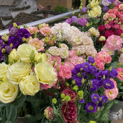 🔥🌺Low-maintenance Eustoma Flower Seeds🌈