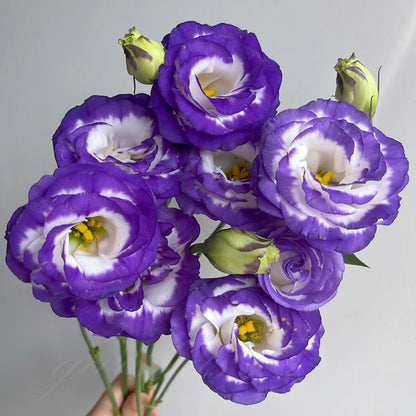 🔥🌺Low-maintenance Eustoma Flower Seeds🌈