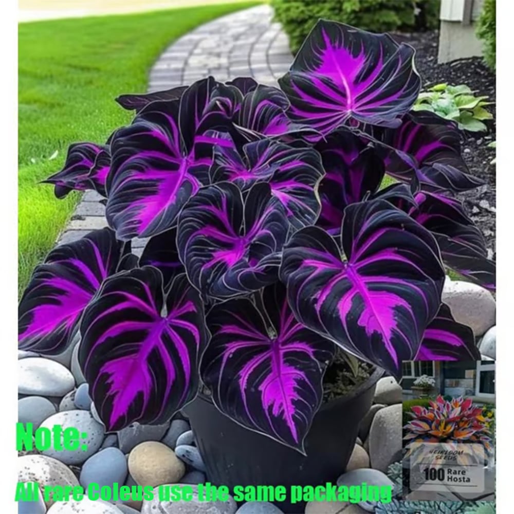 🎁2025 Special Offer🍃 Rare Coleus Flower Seeds🌿