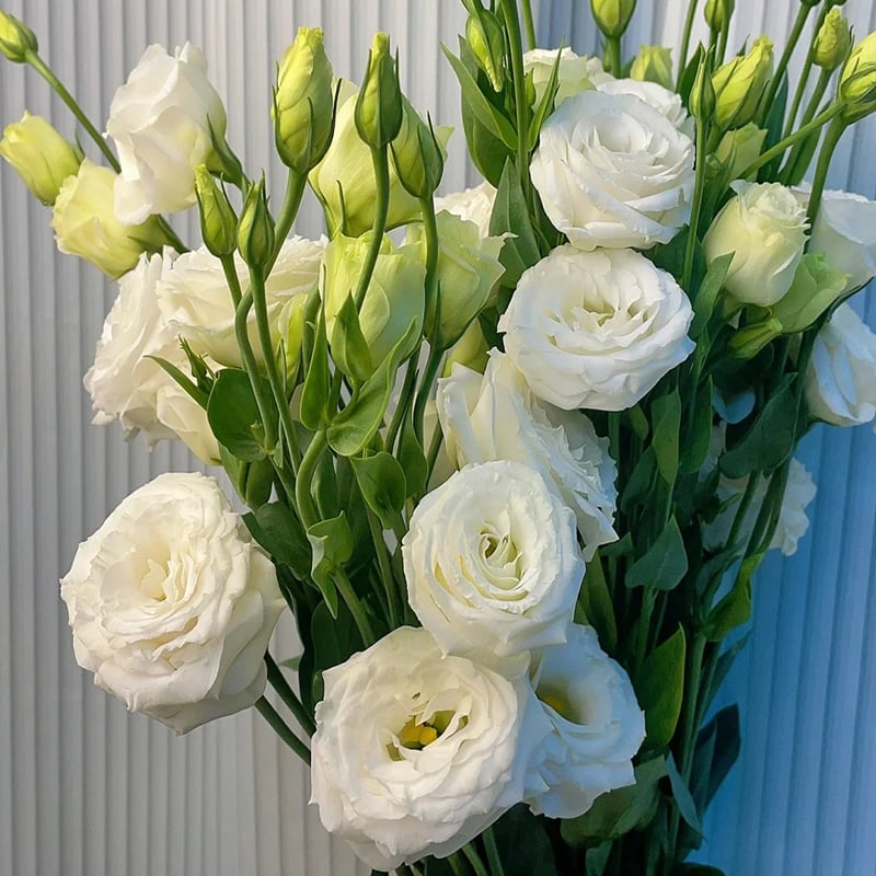 🔥🌺Low-maintenance Eustoma Flower Seeds🌈